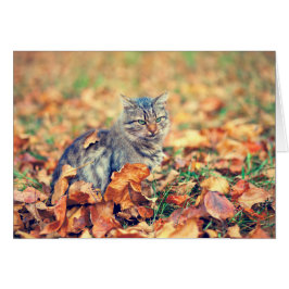 Kitty Sitting in the Leaves