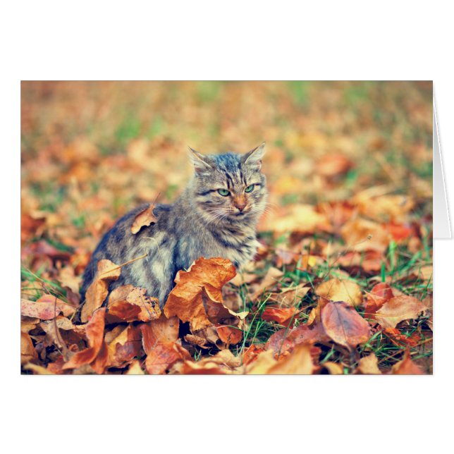 Kitty Sitting in the Leaves (Anverso (Horizontal))