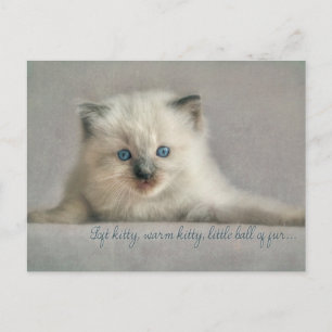 Kitty suave, tarjeta postal ragdoll