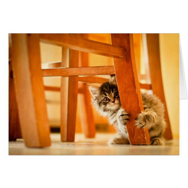 Kitty Under Chair (Anverso (Horizontal))