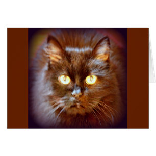 kittycat