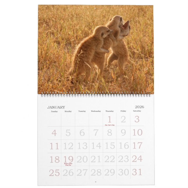 KMP Meerkats - calendario 2009 (Jan 2026)