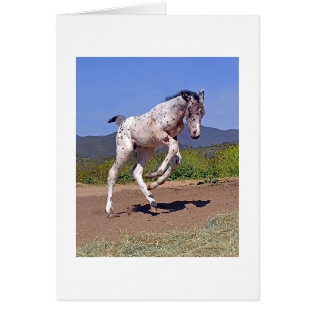 Knabstrupper Colt (Frente)