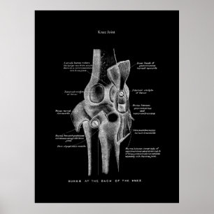 Knee se une al arte de la anatomía