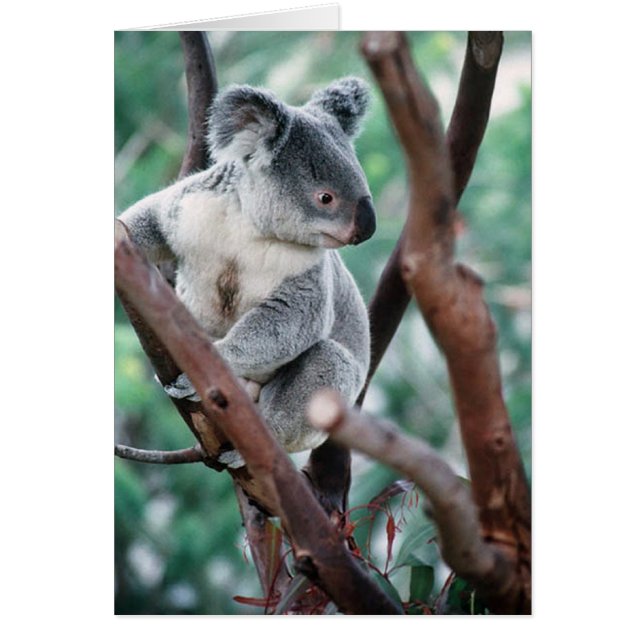 KOALA (Frente)