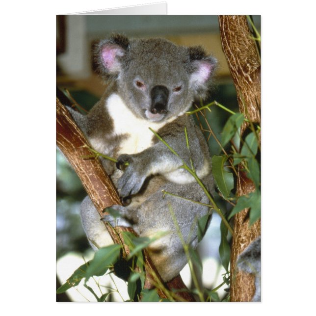 koala2 (Frente)