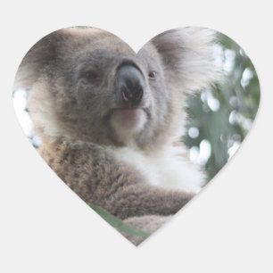 Koala Bear Facts Pegatinas