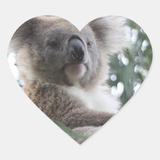 Koala Bear Facts Pegatinas (Anverso)