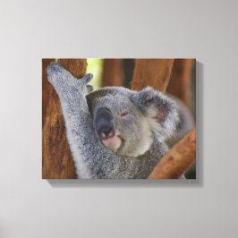 Koala Bear Lienzo envuelto