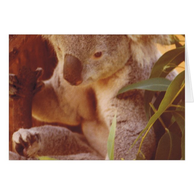 Koala Bear Love (Anverso (Horizontal))