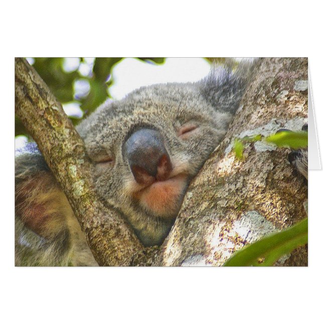 Koala Bear Notecard (Anverso (Horizontal))