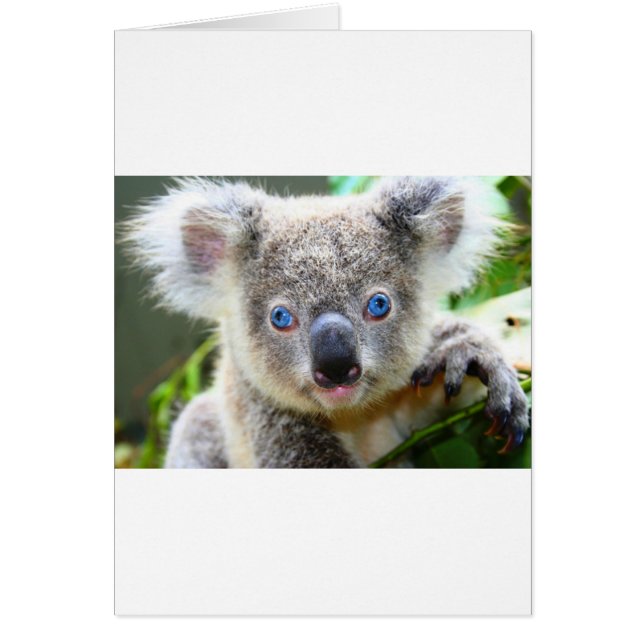 Koala Bears (Frente)
