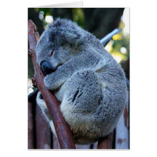 Koala de la empanada de Cutie