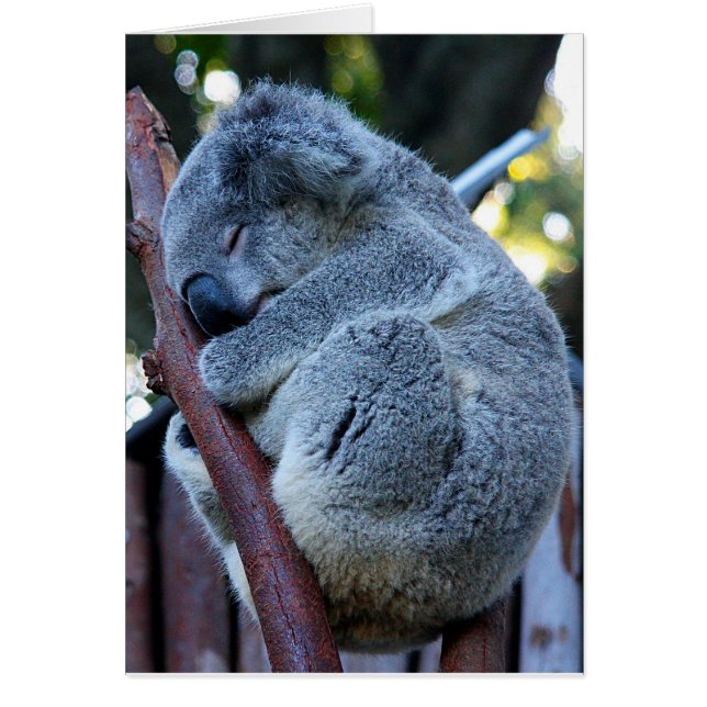 Koala de la empanada de Cutie (Frente)