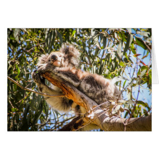 Koala de reclinación