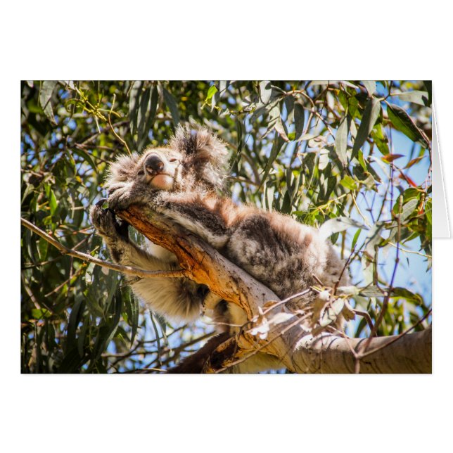 Koala de reclinación (Anverso (Horizontal))