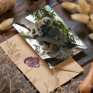 Koala - Dormido
