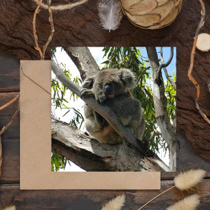 Koala - Dormido