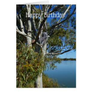 Koala Dormió En El Árbol De Goma, Cumpleaños