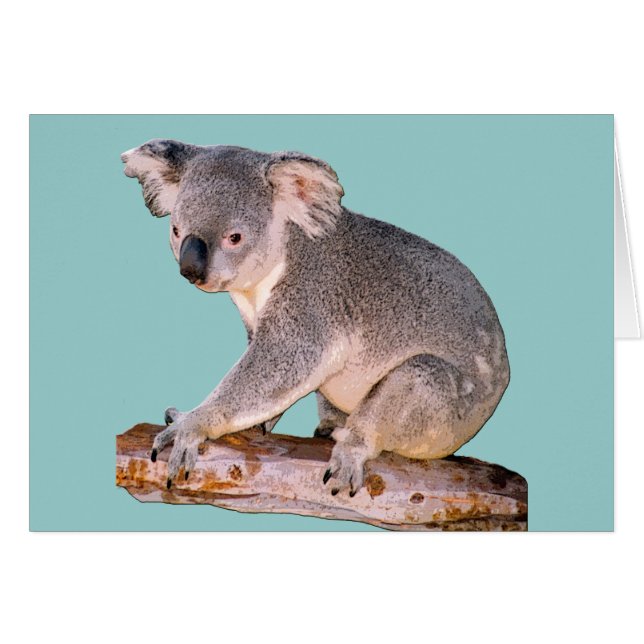 Koala Drawing (Anverso (Horizontal))