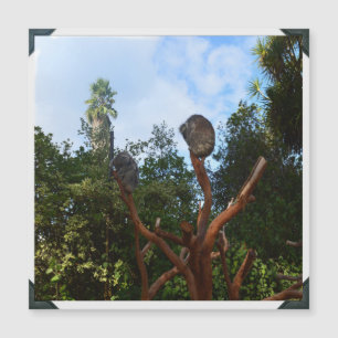 Koala Duerme En Árboles,