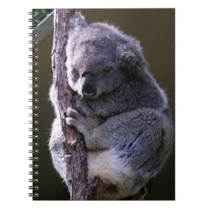 Koala en cuaderno del árbol