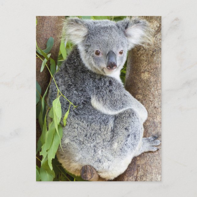 Koala en una tarjeta postal de fotos de árbol (Anverso)