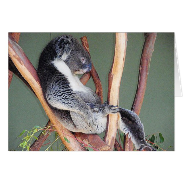 Koala fresca (Anverso (Horizontal))