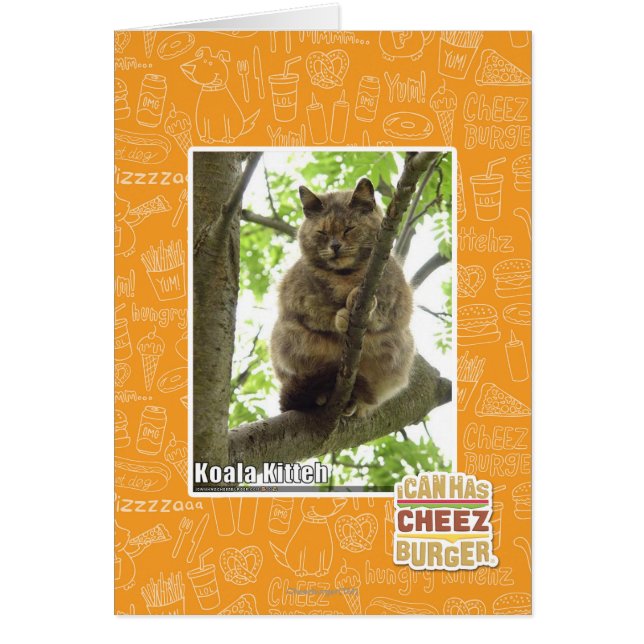 Koala Kitteh (Frente)
