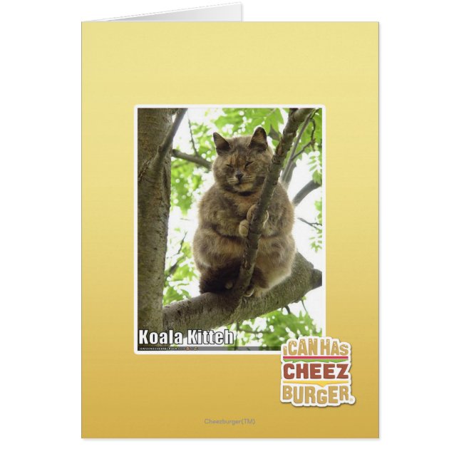 Koala Kitteh (Frente)