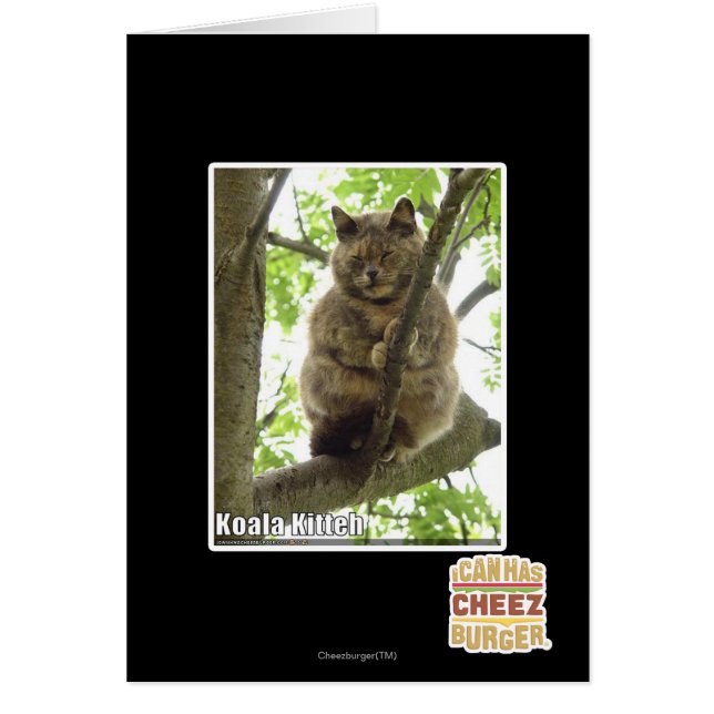 Koala Kitteh (Frente)