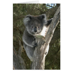 Koala linda que sube un árbol