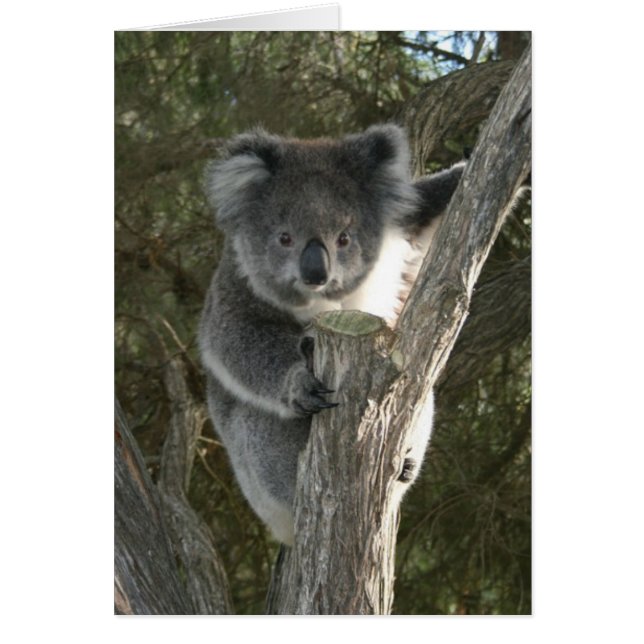 Koala linda que sube un árbol (Frente)