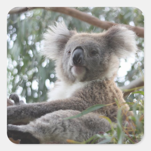 Koala Pegatina (Anverso)