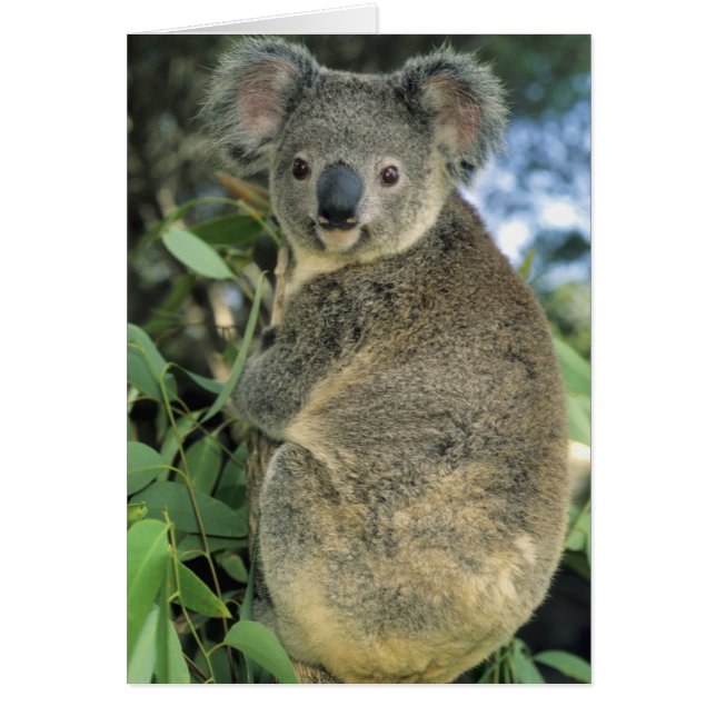 Koala, Phascolarctos cinereus), en peligro de exti (Frente)