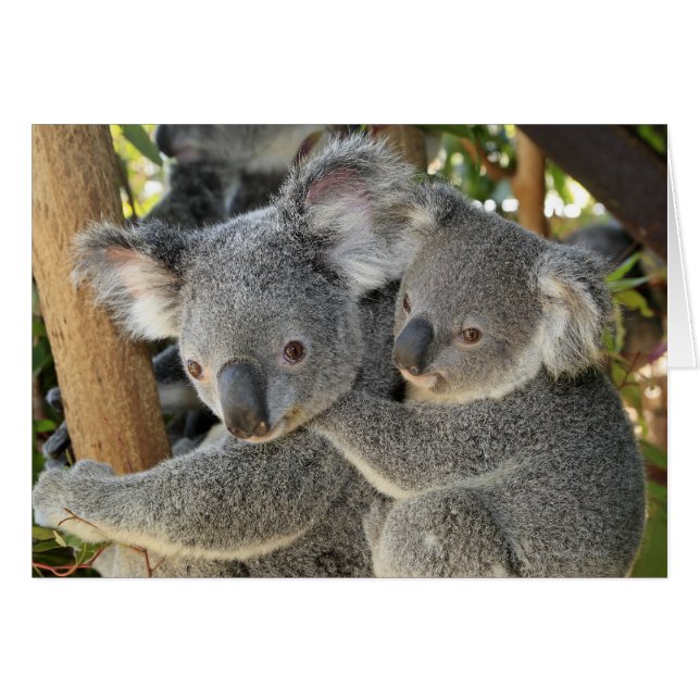 Koala Phascolarctos cinereus Queensland . (Anverso (Horizontal))