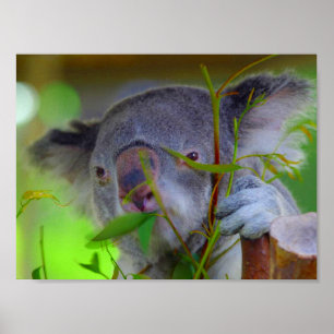 Koala que come la impresión