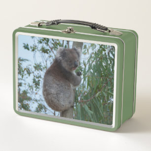 Koala, un árbol comiendo verde