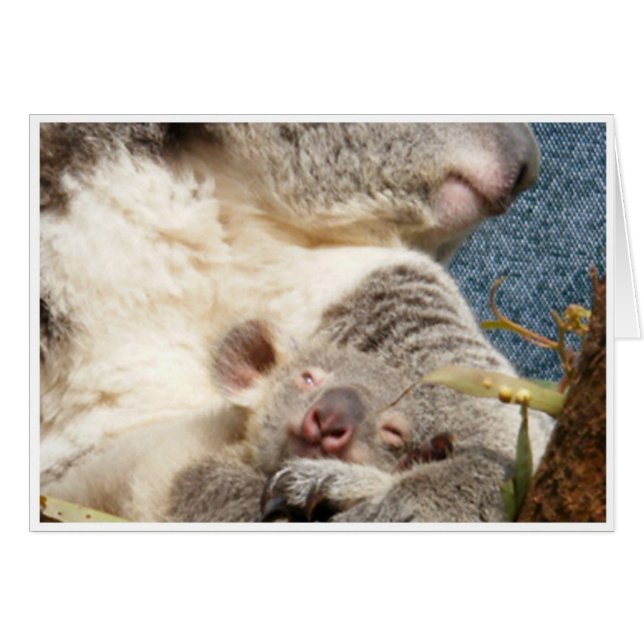 koala y bebé (Anverso (Horizontal))