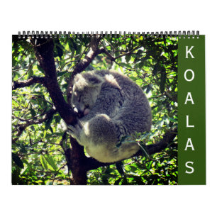 koalas 2027 calendario grande