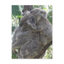Koalas QLD Australia de la postal