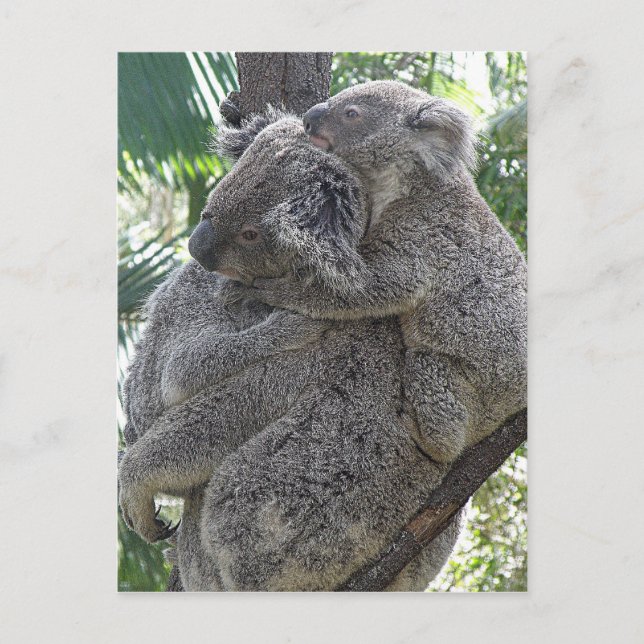 Koalas QLD Australia de la postal (Anverso)