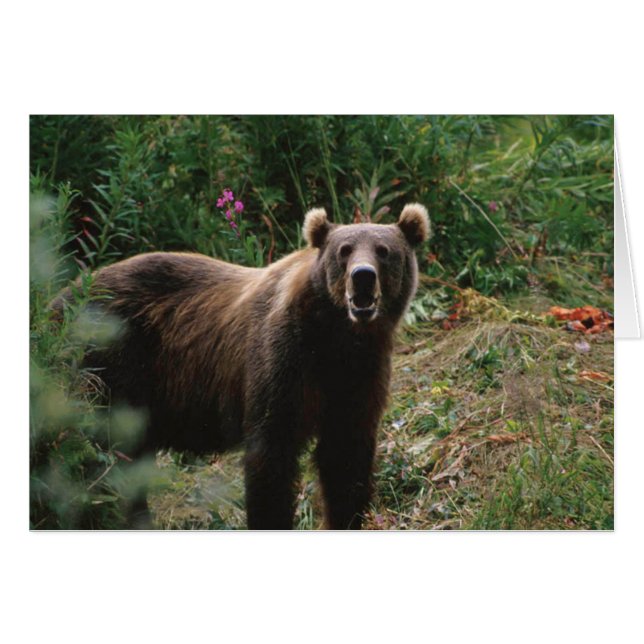 Kodiak Brown Bear (Anverso (Horizontal))
