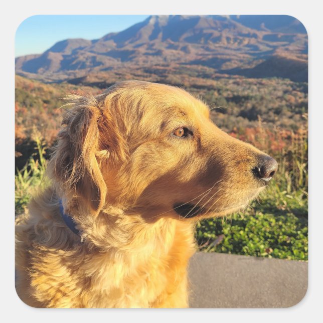 Kody Pegatina (Anverso)