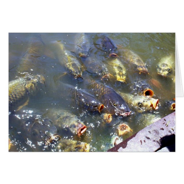 Koi (Anverso (Horizontal))