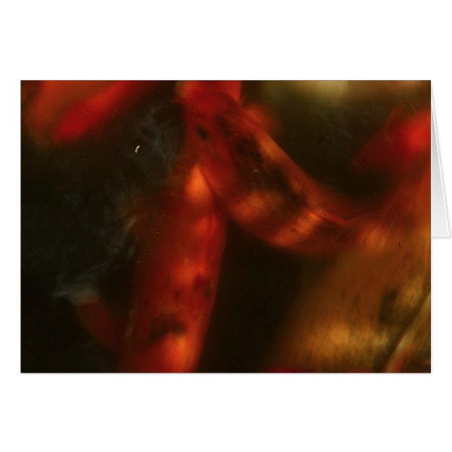 Koi (Anverso (Horizontal))