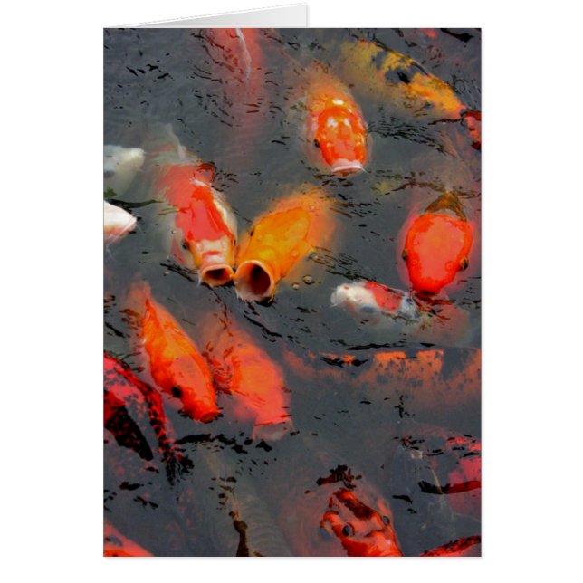 Koi (Frente)