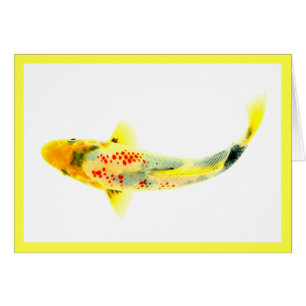 Koi Amarillo