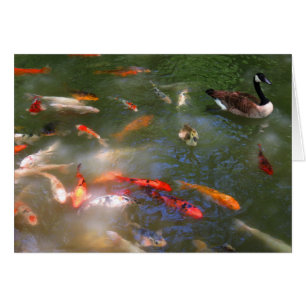 Koi con los gansos de Canadá