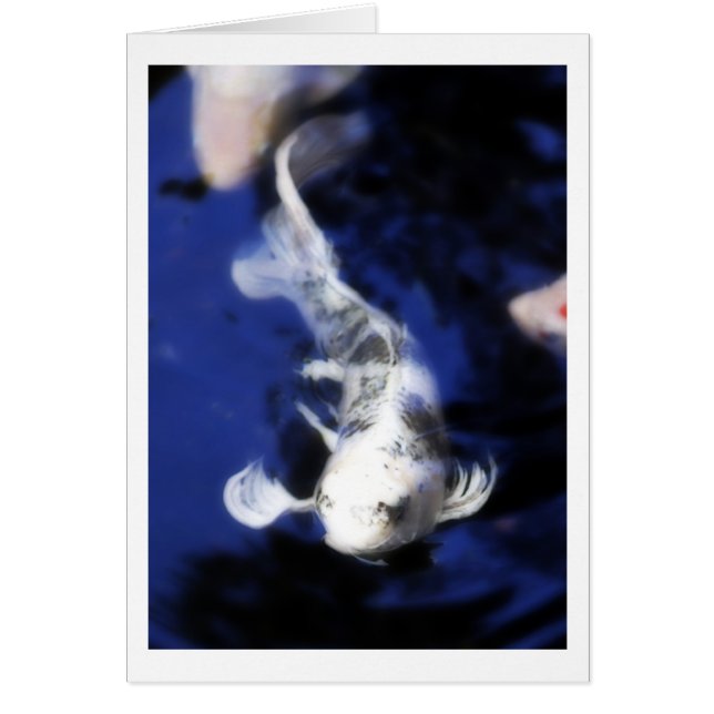 Koi en Hawaii - 7 (Frente)